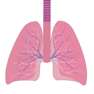 肺部矢量图示