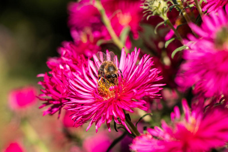 蜜蜂在一朵红花上采集花蜜..