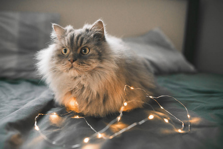 一只猫躺在床上的深色床单上的特写照片.宠物概念.照片