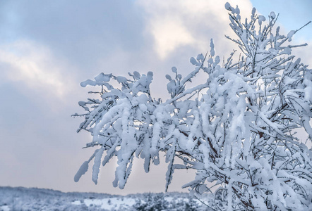 白雪覆盖的树有云背景。