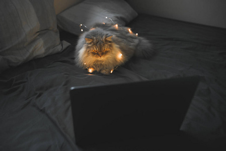 花环上的灰色毛茸茸的猫躺在枕头附近的一张深色床上，看着笔记本电脑屏幕，从笔记本电脑屏幕上看到一只猫。家里的笔记本电脑和床上的宠物