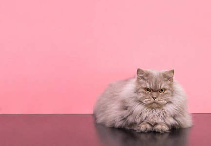 一只灰色毛茸茸的猫的照片躺在粉红色的背景上，专注于看相机。 一只毛茸茸的大猫在演播室的摄像机上摆姿势，粉红色的背景被隔离了。 共