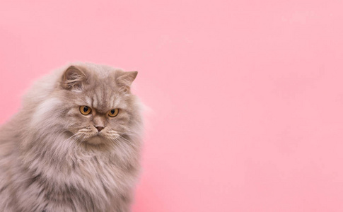 对不起，不幸的猫低头，孤立在粉红色的背景上。 粉红色背景上的悲伤猫。 共空间。 宠物是一个概念。