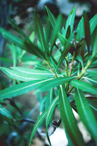 外来植物的叶子。 热带森林。 有窄叶的树枝。 花园里有植物。