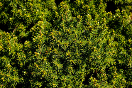 thuja 长青松树科关闭。针叶树绿木背景。户外植物园细节装饰叶. 针叶树植物的花园, 杜松子, 乔木, 柏树, 云杉, 云杉