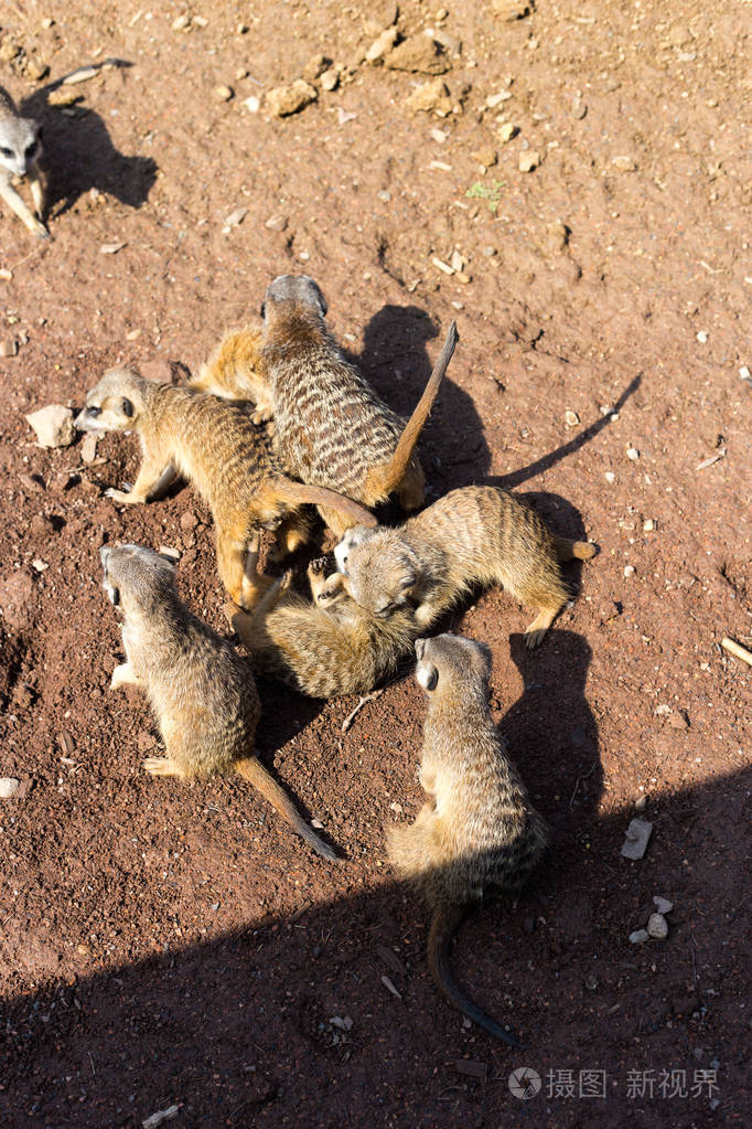一只大型的猫鼬在露天动物园里