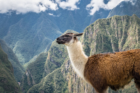 马丘比丘印加的美洲驼破坏了秘鲁神圣的山谷