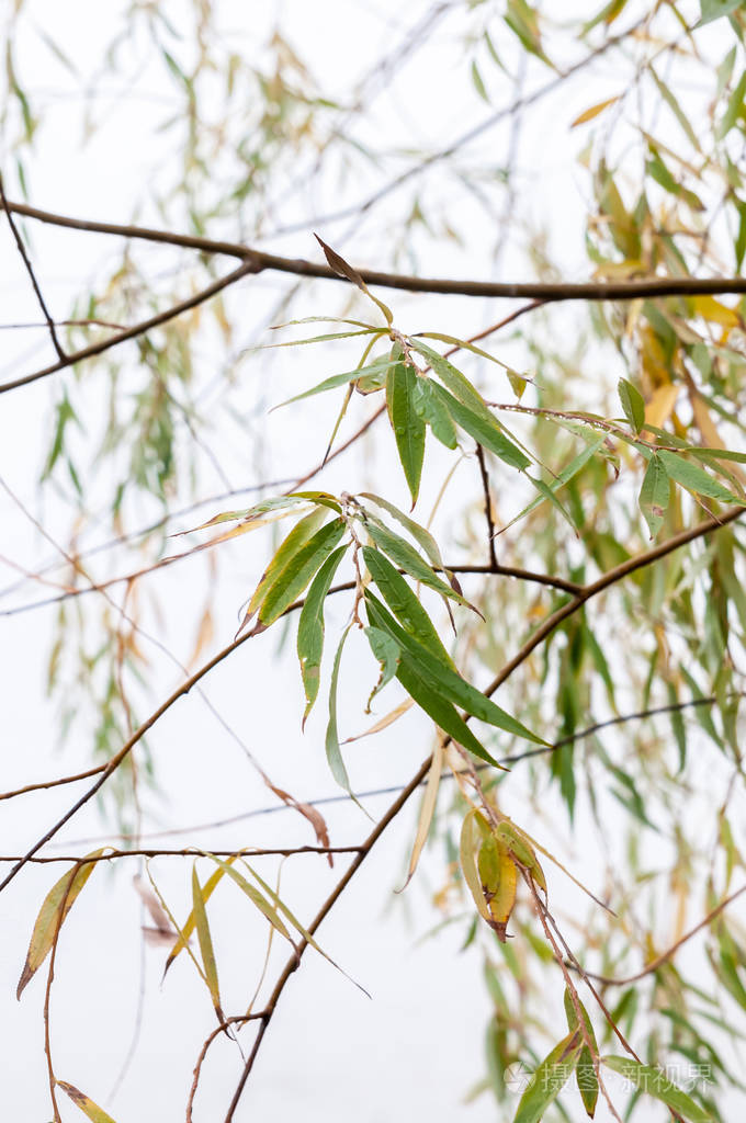 柳树的叶子和秋雾构成了背景