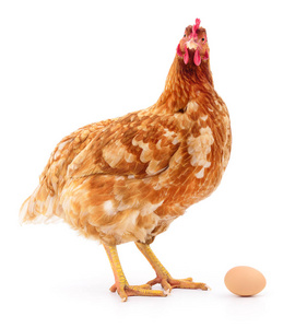 棕色母鸡与鸡蛋分离在白色工作室拍摄。