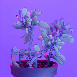 仙人掌在壶紫光中。 最小植物爱好者艺术