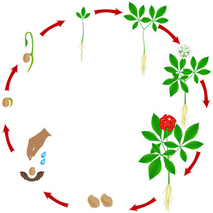 一种生长周期的人参(人参)植物在白色背景.照片
