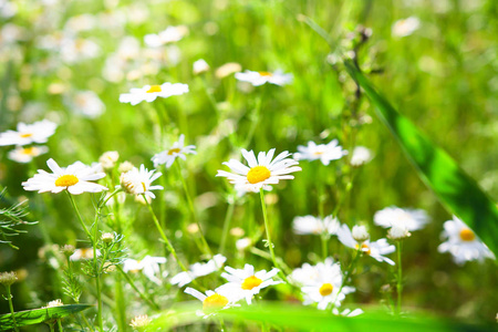 春天的背景。阳光下绿地上的洋甘菊。草药和花卉