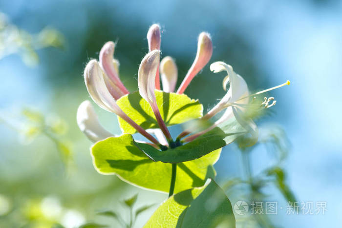 金银花常用名称金银花常见金银花欧洲金银花或木本植物在夏季开花在花园 柔和的焦点 照片 正版商用图片17okqa 摄图新视界