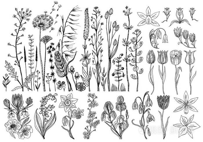 植物有机春草本植物.用涂鸦素描的雕刻的手.