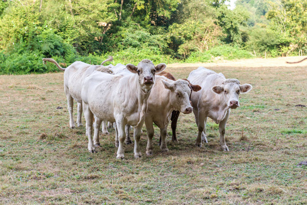 白牛在牧场上放牧。