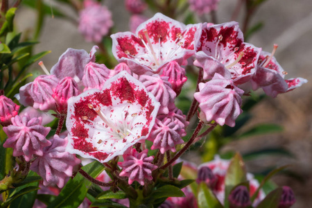 山月桂KalmiaLatifolia靠近花头