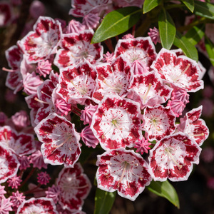 山月桂KalmiaLatifolia靠近花头