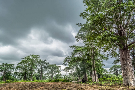 s lands 2018 View with typical tropical landscape, baobab trees