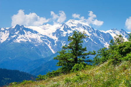 阳光明媚的春日是阿尔卑斯山的风景。高原的树