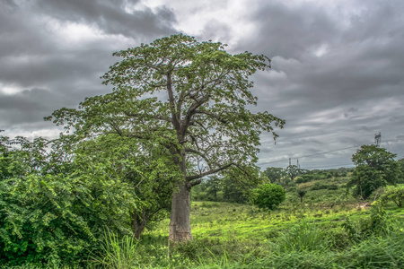 s lands 2018 View with typical tropical landscape, baobab trees