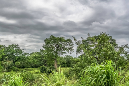 s lands 2018 View with typical tropical landscape, baobab trees