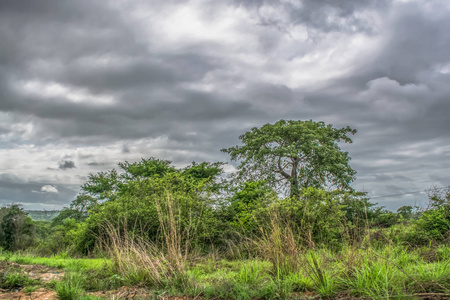 s lands 2018 View with typical tropical landscape, baobab trees