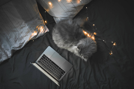 灰色毛茸茸的猫躺在卧室的床上，看着笔记本电脑的屏幕。 一只美丽的灰色猫在一张有灯光的卧室的黑暗床上的肖像。 宠物在床头。 共用空