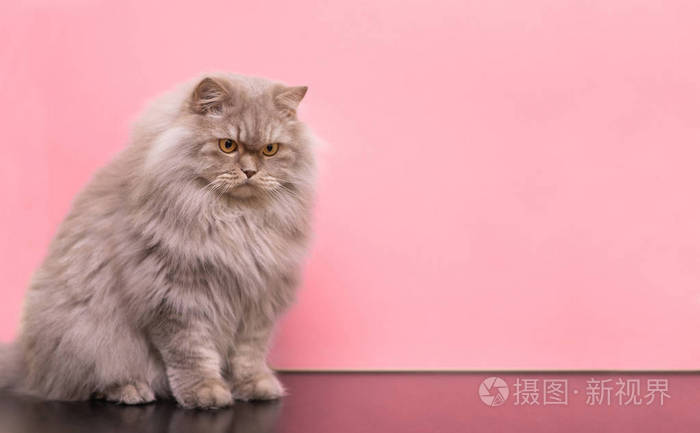 一只灰色毛茸茸的猫的肖像在粉红色的糊状背景上坐着，低着头看着旁边。 共用空间