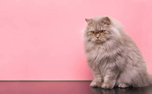 一只沮丧的猫坐在粉红色的背景和LO上的肖像。