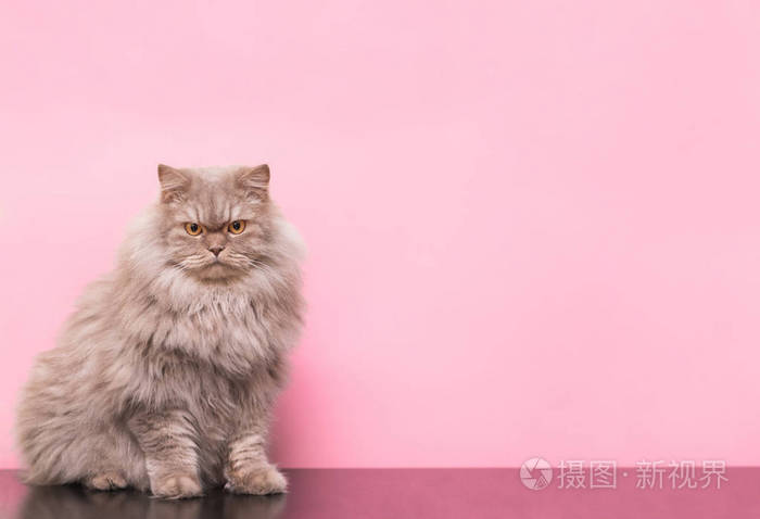 宠物猫摆了一个粉彩背景. 宠物和共空间. 宠物概念.