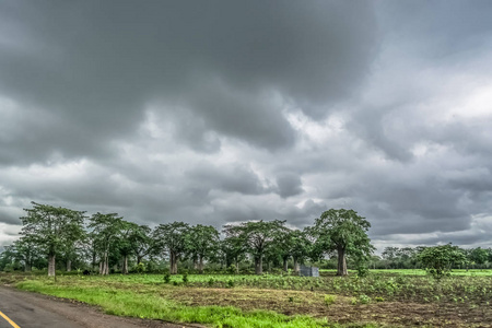 s lands 2018 View with typical tropical landscape, baobab trees