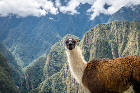 秘鲁马丘比丘印加遗址的Lamas