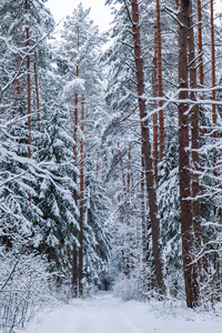 美丽的冬林，有雪树。 童话故事。 蓝色色调的垂直图像