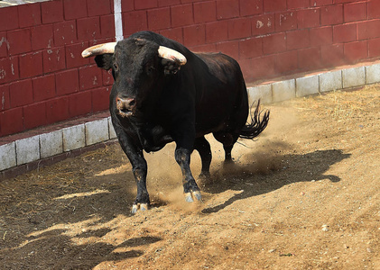 西班牙的牛黑色大角斗牛