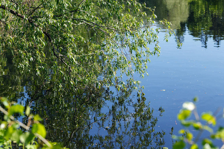 天然水体。 池塘里有树木的倒影，天空在平静的水面上。 美丽的阳光明媚的花园，绿树映在平静的池塘上。