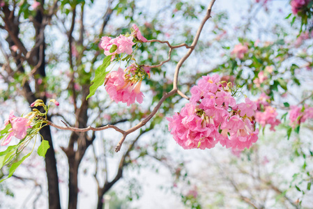 泰国泰莎樱花粉红色花，背景甜美