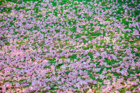 泰国泰莎樱花粉红色花，背景甜美