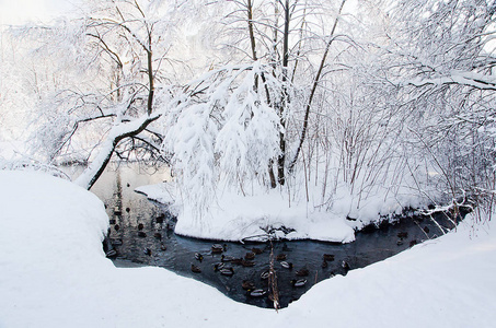 冬天在雪地里鸭子和树