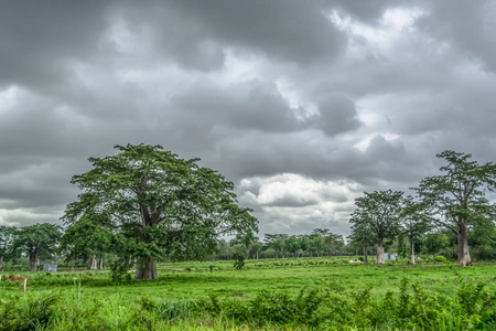 s lands 2018 View with typical tropical landscape, baobab trees