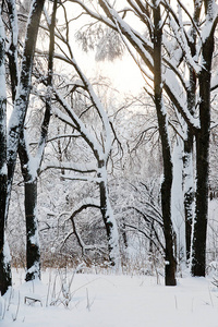冬天森林里雪中树