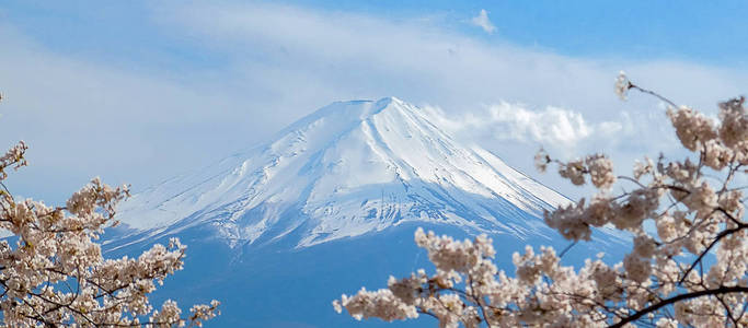 富士山上有白雪覆盖的蓝天和美丽的樱花或粉红色的樱花花树在春季在日本山明子湖。 地标和受欢迎的旅游景点