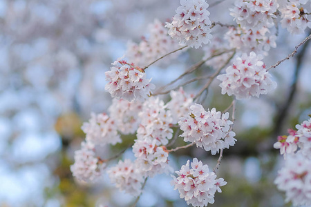 美丽的粉红色樱花或樱花在花园里绽放