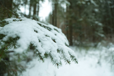 冬季室外覆盖雪的杉树的特写镜头。 文本空间