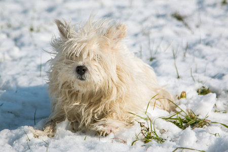 白色高地猎犬在雪地里玩耍