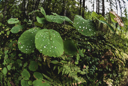 雨后在灌木丛上生长的潮湿的绿色森林地板叶子