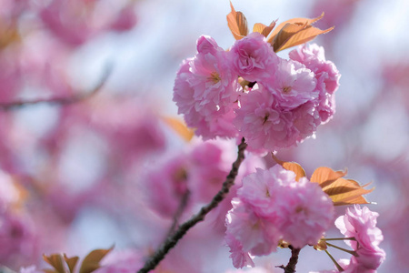 美丽的粉红色樱花或樱花在花园里绽放