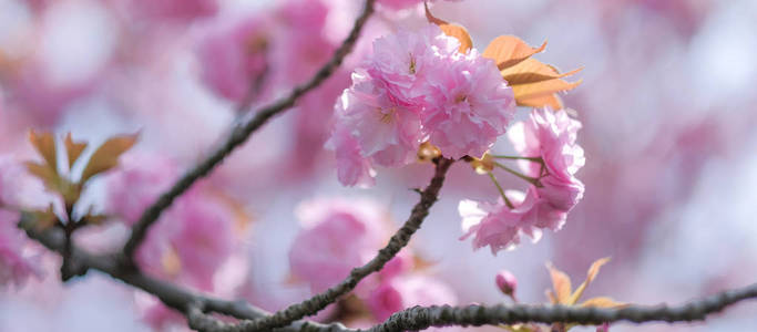 美丽的粉红色樱花或樱花在花园里绽放