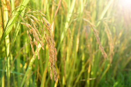 稻田里成熟的水稻