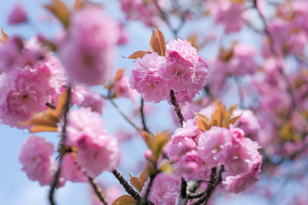 美丽的粉红色樱花或樱花在花园里绽放