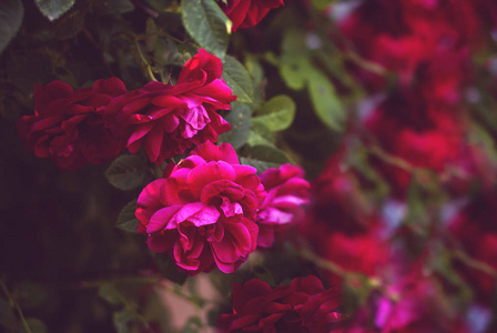 美丽的新鲜红玫瑰在大自然中。自然的背景, 玫瑰在花园灌木上的大花序